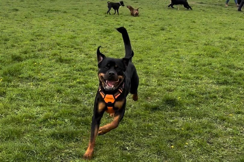 Bear had the best time running around - photo shows a Rottweiler running around on some grass