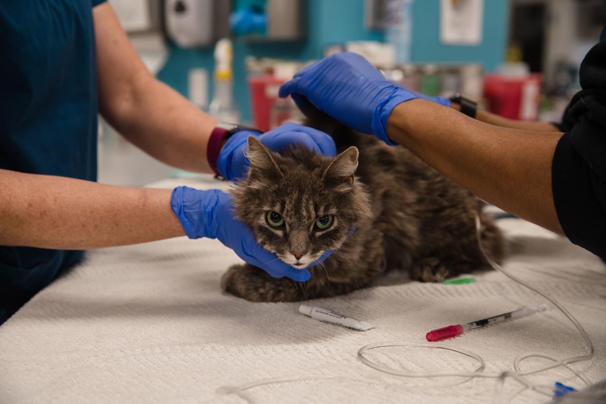 A cat, that is not eating or drinking, is looked over at the clinic at the San Diego Humane Society on April 21, 2020. - Two cats in New York have become the first pets in the US to test positive for the new coronavirus, officials said April 22. The cats live in separate areas of New York state, America's COVID-19 epicenter, the Department of Agriculture and the Centers for Disease Control and Prevention said in a joint statement. (Photo by ARIANA DREHSLER / AFP) (Photo by ARIANA DREHSLER/AFP via Getty Images)