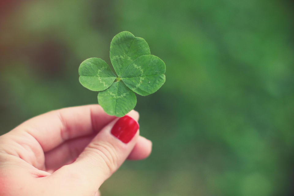 A hand holding a four-leaf clover