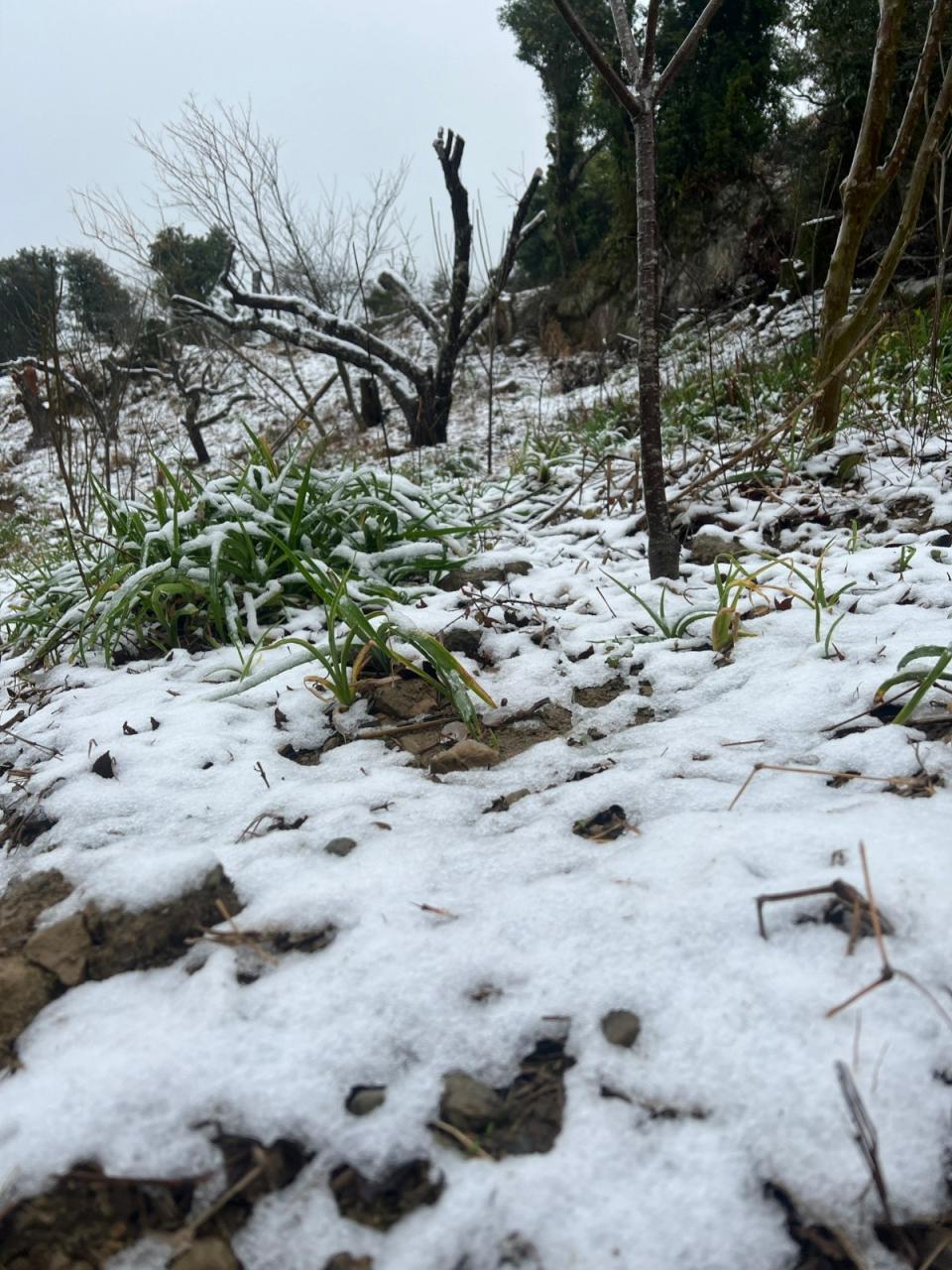 新北市三峽地區23日飄下瑞雪，銀白世界絕美。三峽警分局提供