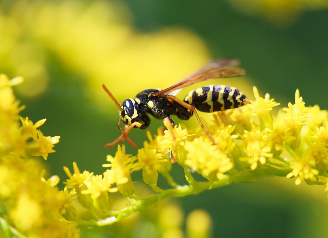 <a href="https://www.shutterstock.com/es/image-photo/wasp-garden-on-yellow-wild-flower-149385128" rel="nofollow noopener" target="_blank" data-ylk="slk:Fiery Phoenix / Shutterstock;elm:context_link;itc:0;sec:content-canvas" class="link ">Fiery Phoenix / Shutterstock</a>