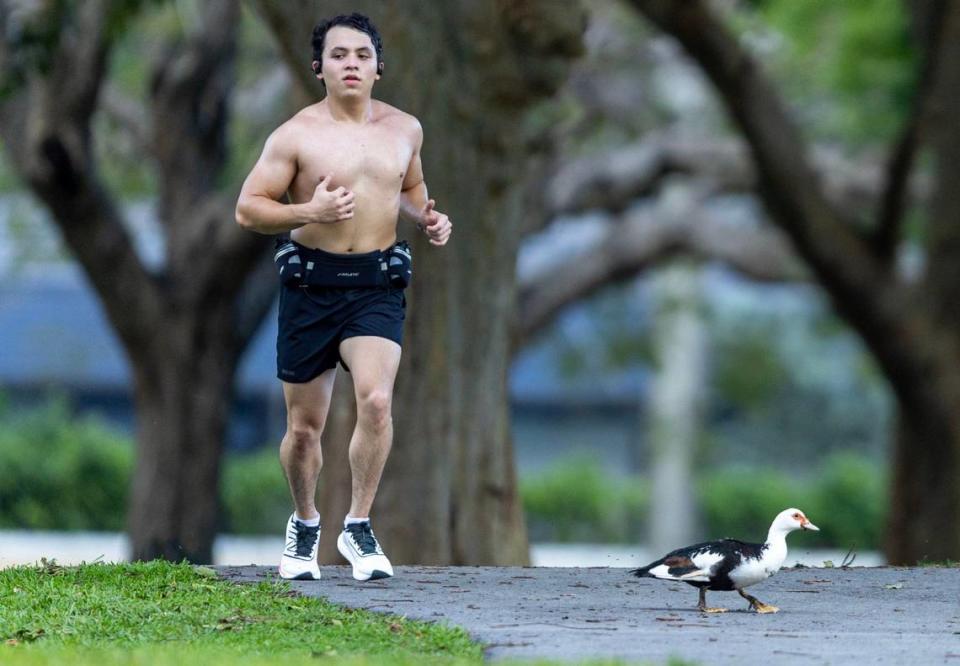 A man runs past a Muscovy duck at Coral Reef Park in Palmetto Bay, Florida, on Thursday, April 13, 2023.