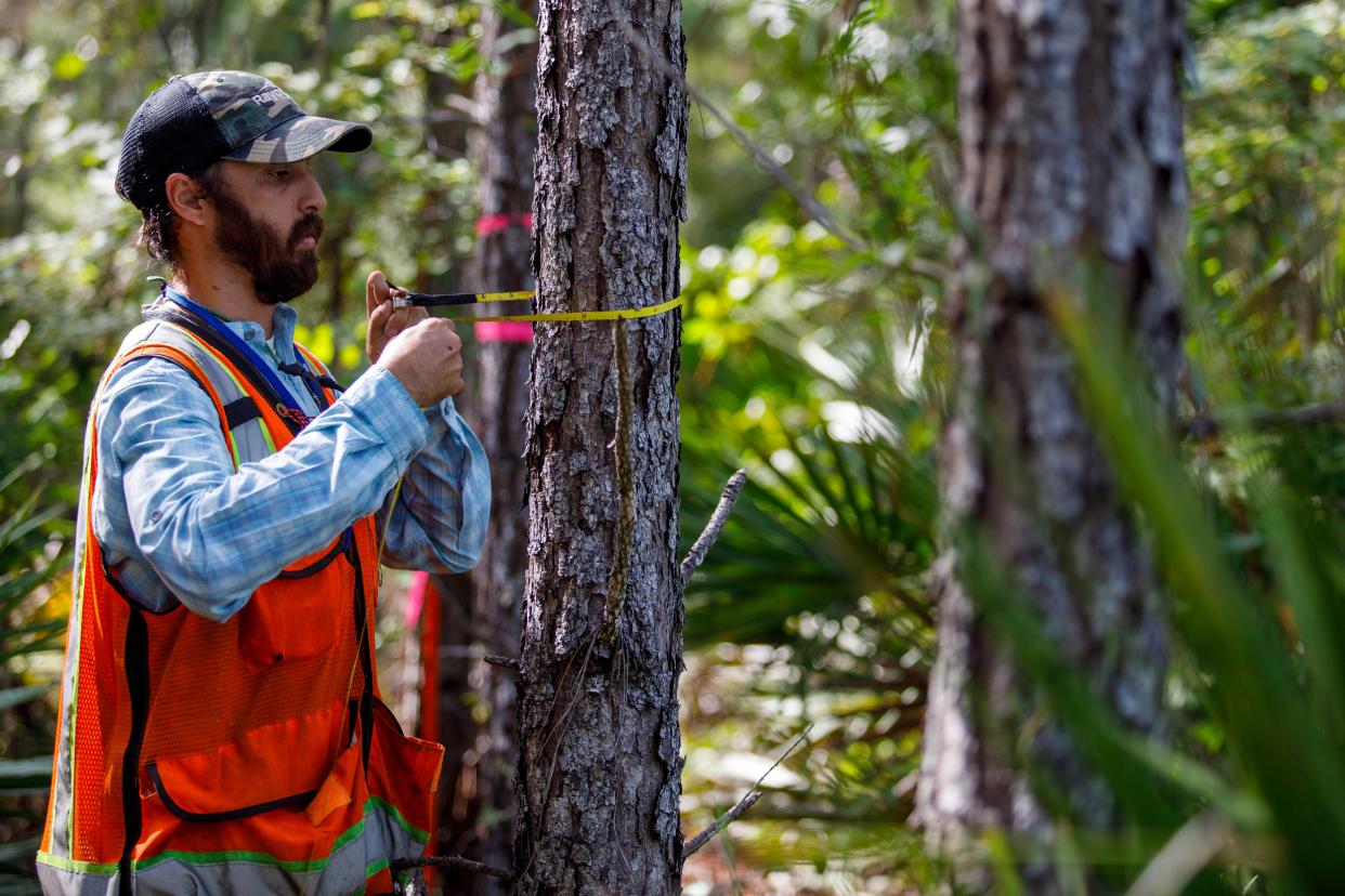 Rayonier forester Stuart Wilkin collects tree measurements to monitor the growth of one of the company's Nassau County forests.