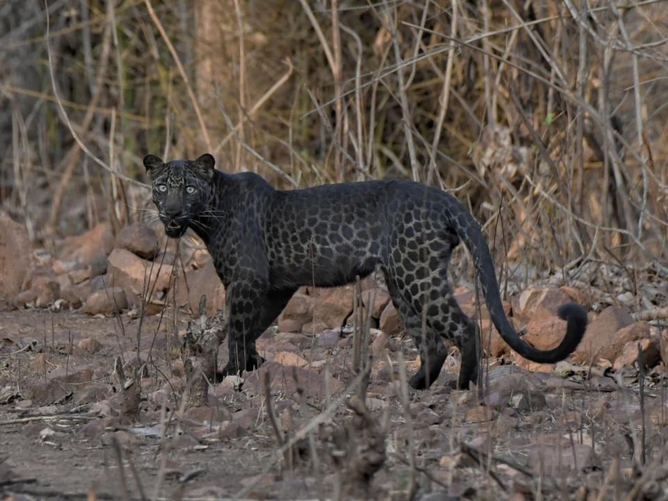 <p>今年6月印度一名23歲的學生Abhishek Pangis到Tadoba Reserve野生動物保護區旅遊，竟幸運巧遇超罕見黑斑花豹。（圖／Caters News Agency） </p>
