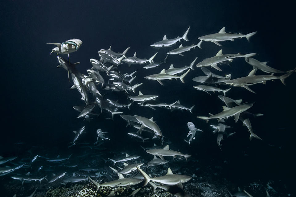 <p>The challenge Laurent, 44, faced to get these images, in Fakarava Atoll, French Polynesia, cannot be overstated. (Photo: Caters News) </p>