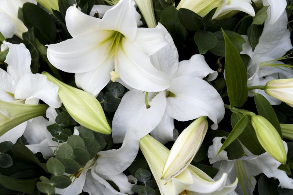 <p>Signifying hope, white lily flowers are at the top of the list for 2021. Simple and stunning, they are perfect for sprucing up a dull corner of your home. </p><p><a class="link " href="https://go.redirectingat.com?id=127X1599956&url=https%3A%2F%2Fwww.thompson-morgan.com%2Fp%2Fnerine-bowdenii-alba%2FT59680TM&sref=https%3A%2F%2Fwww.countryliving.com%2Fuk%2Fhomes-interiors%2Fgardens%2Fg35147195%2Fflower-trends-2021%2F" rel="nofollow noopener" target="_blank" data-ylk="slk:BUY NOW VIA THOMPSON & MORGAN;elm:context_link;itc:0;sec:content-canvas">BUY NOW VIA THOMPSON & MORGAN</a></p>