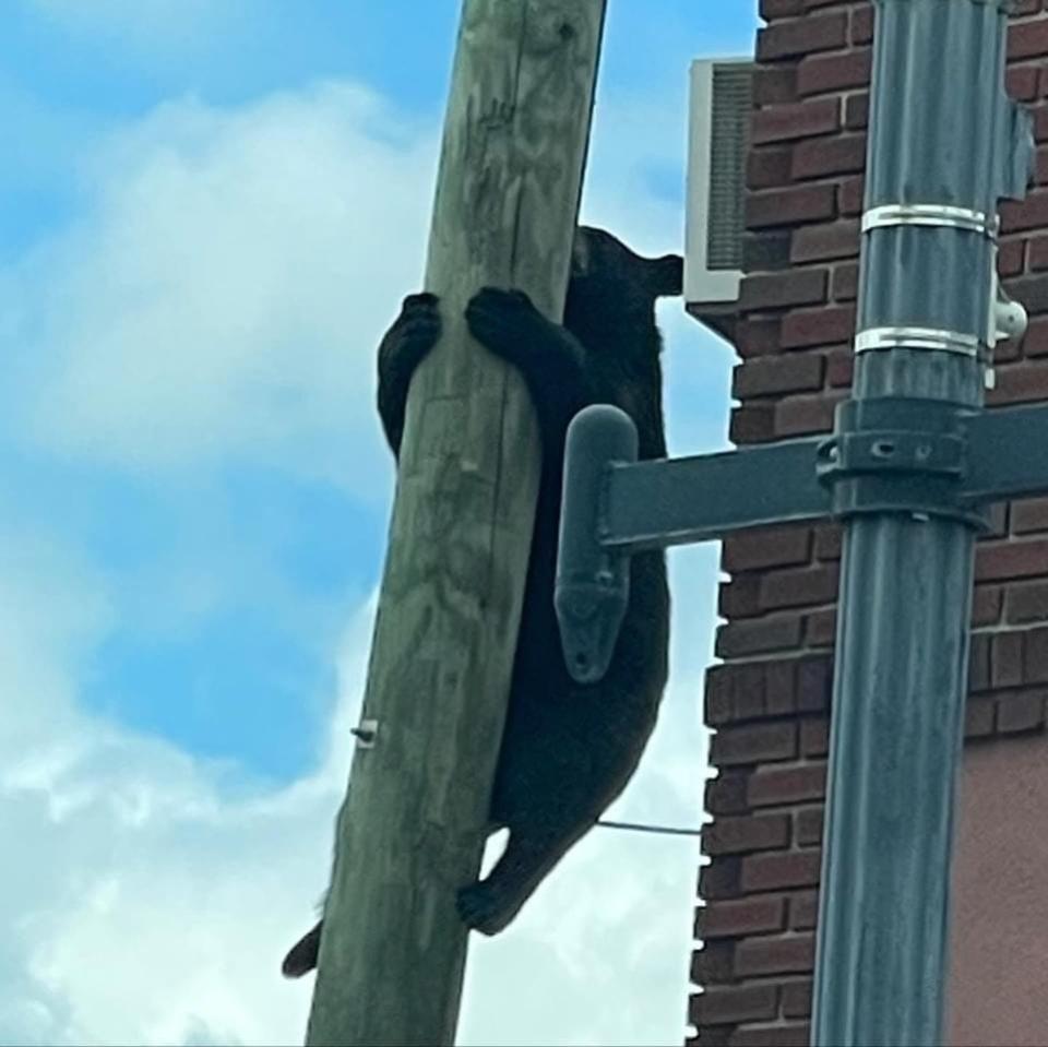 The bear was first seen at the intersection of Franklin and Wyckoff Avenues around 1 p.m.,