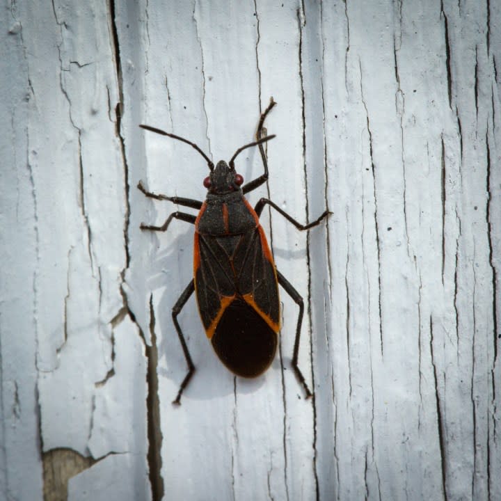 Boxelder bug (Getty)