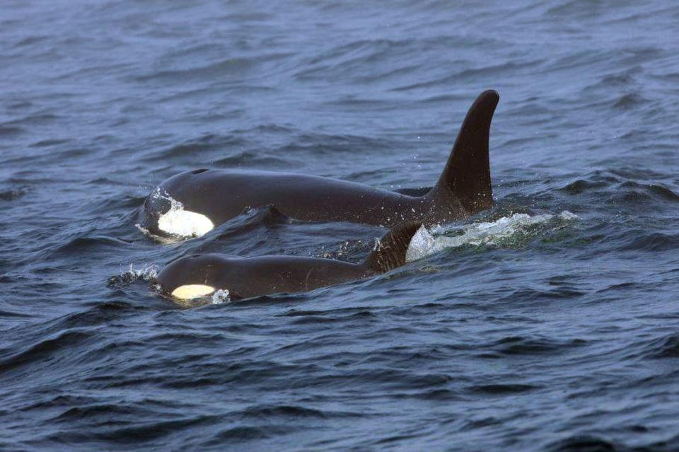 Southern Resident killer whale J50 and her mother, J16, swim off the west coast of Vancouver Island near Port Renfrew, B.C. on Aug. 7, 2018. | Brian Gisborne, Fisheries and Oceans Canada via Associated Press