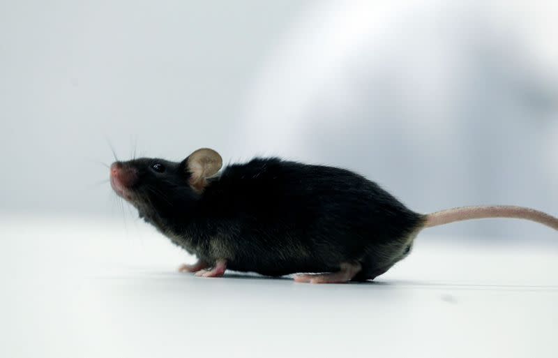 Scientists discover way to restore ability to walk in mice