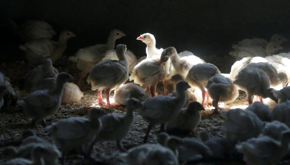 A flock of young turkeys stand in a barn at the Moline family turkey farm after the Mason, Iowa farm was restocked on Aug. 10, 2015. Farms that raise turkeys and chickens for meat and eggs are on high alert, fearing a repeat of a widespread bird flu outbreak in 2015 that killed 50 million birds across 15 states and cost the federal government nearly $1 billion. The new fear is driven by the discovery announced Feb. 9, 2022, of the virus infecting a commercial turkey flock in Indiana.