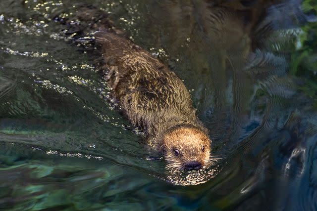 <p>Â©Shedd Aquarium/Brenna Hernandez</p> Baby sea otter at the Shedd Aquarium.