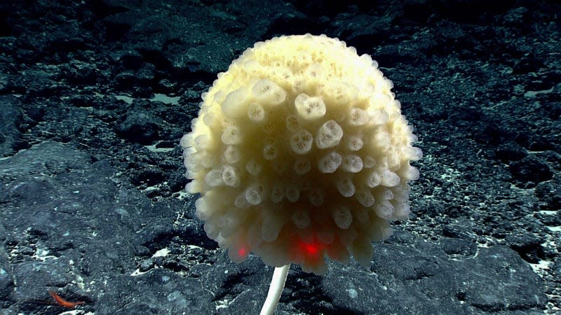 Stalked glass sponge.