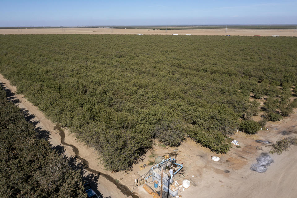 A field of pistachios on a California farm.