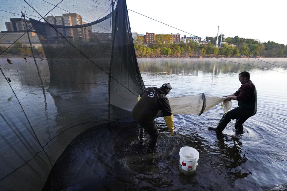 FILE - Darrell Young and his son, Dustin, set up a fyke net to capture baby eels migrating upstream on the Penobscot River in Brewer, Maine, in this May 15, 2021 file photo. Regulators are deciding whether to allow the country's only baby eel fishery to continue fishing at current levels. The fish are worth $2,000 per pound. (AP Photo/Robert F. Bukaty, File)