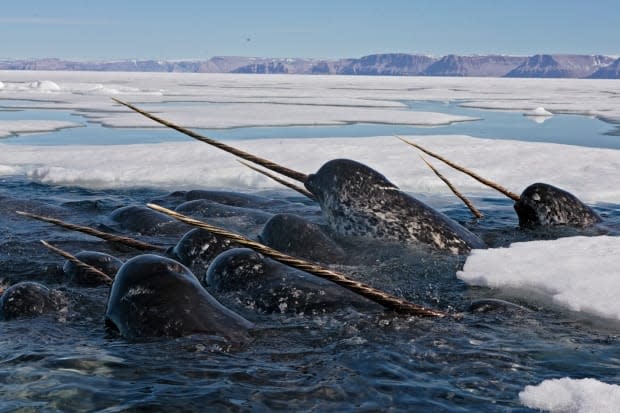 Paul Nicklen/WWF