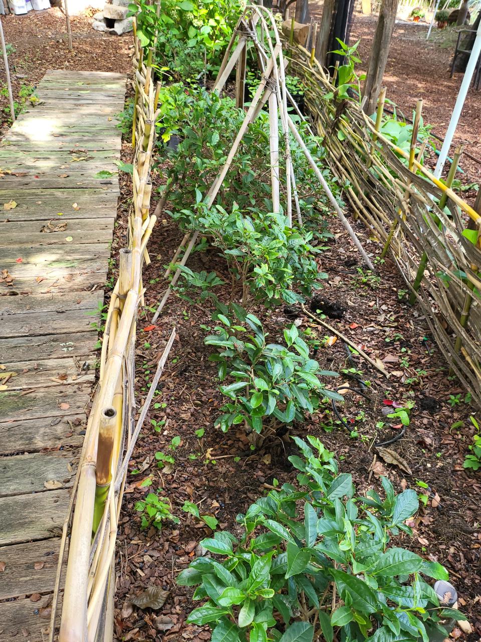 Tea grows at Greenwich Teaburners Tea Farm in Cumberland County.