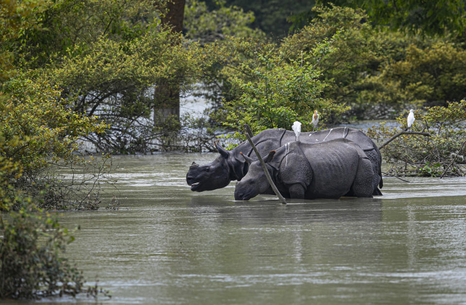 A pair of one horned rhinoceros wade through flood waters at the Pobitora wildlife sanctuary in Pobitora, Morigaon district, Assam, India, Thursday, July 16, 2020. Floods and landslides triggered by heavy monsoon rains have killed dozens of people in this northeastern region. The floods also inundated most of Kaziranga National Park, home to an estimated 2,500 rare one-horned rhinos. (AP Photo/Anupam Nath)