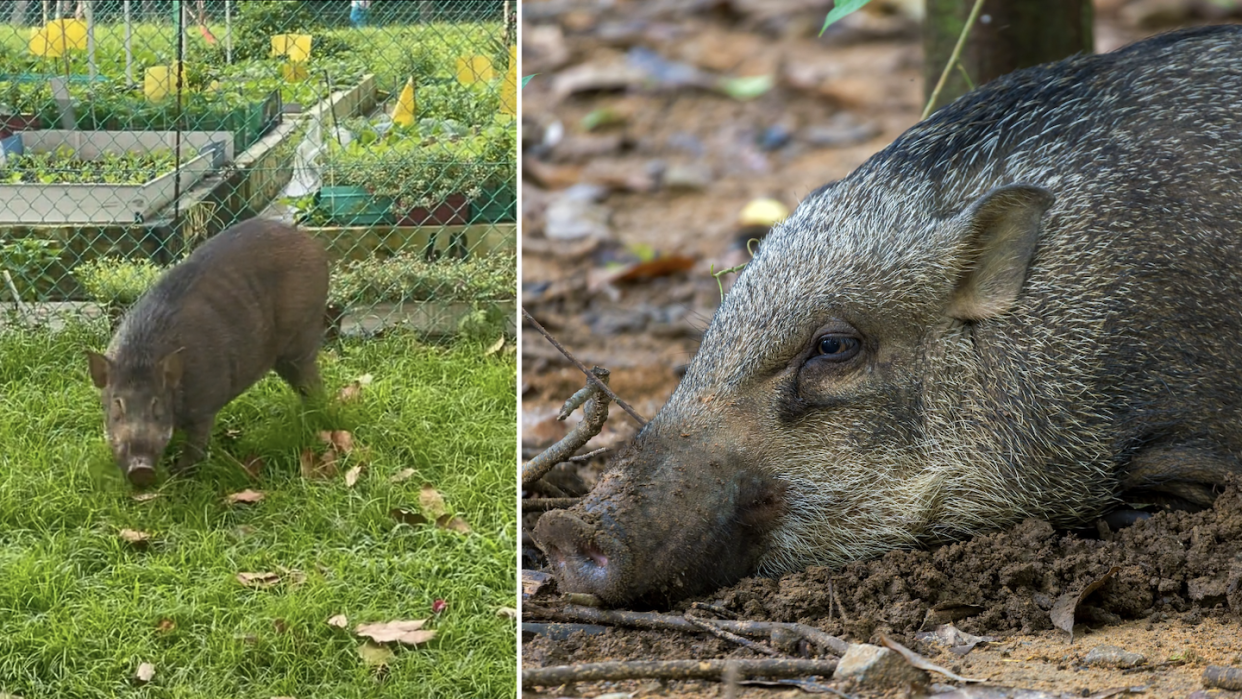 Wild boar spotted in Bukit Panjang (left) and wild boar in Singapore (Photos: artrhsn/TikTok and Getty Images)