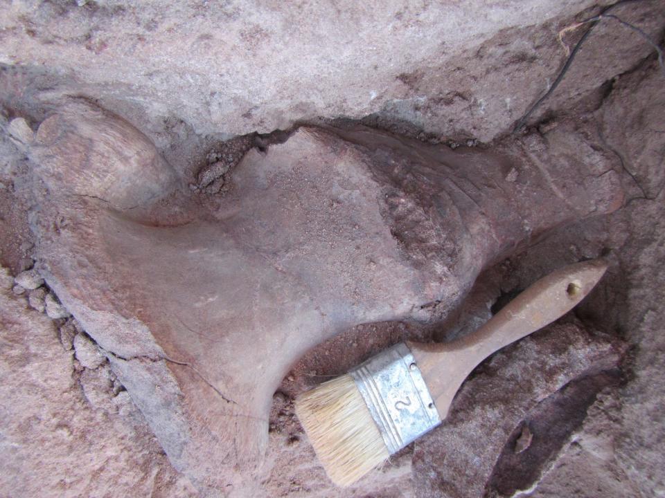 Vertebrae of Meraxes gigas are shown next to a brush for scale in situ.