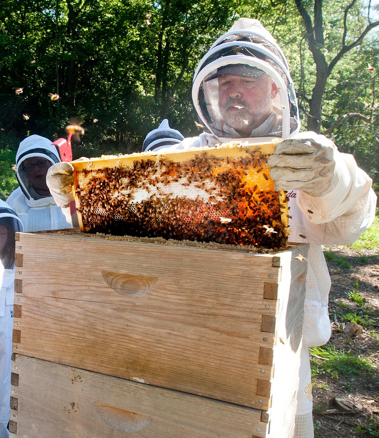 Joel Gonia co-owner of HoneyBear Farms, pulls out a frame of honeycomb from one of his hives during a class for new beekeepers.13 July 2019