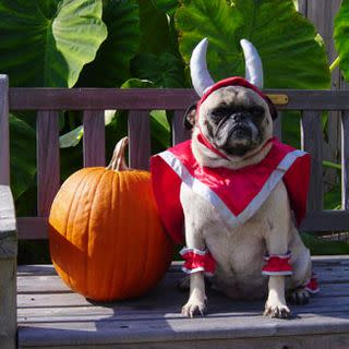 21 Super Cute Halloween Costumes for French Bulldogs & Pugs