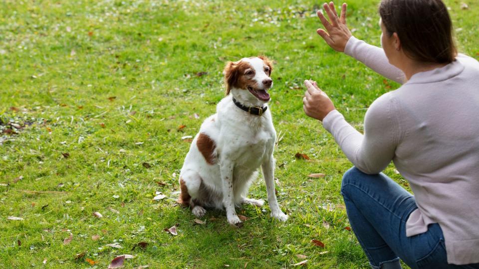 Ways to spot if your dog is smarter than you think