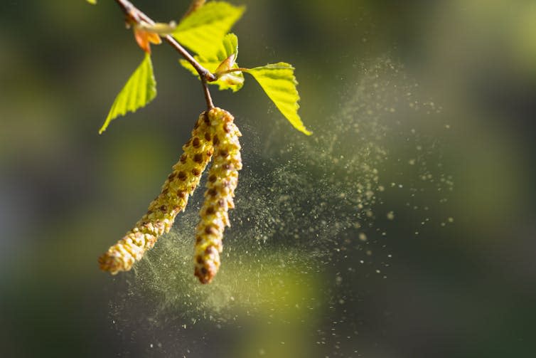 Pollen blown from a tree