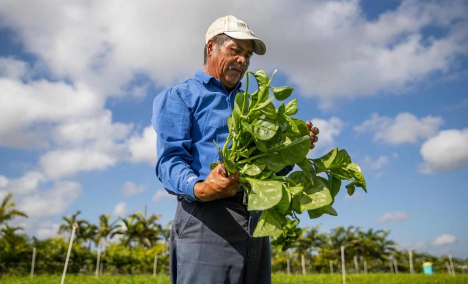 Juventino Custodio, 57, inspects a batch of spinach while working at his farm on Friday, April 21, 2023, in Homestead, Fla. MATIAS J. OCNER/mocner@miamiherald.com