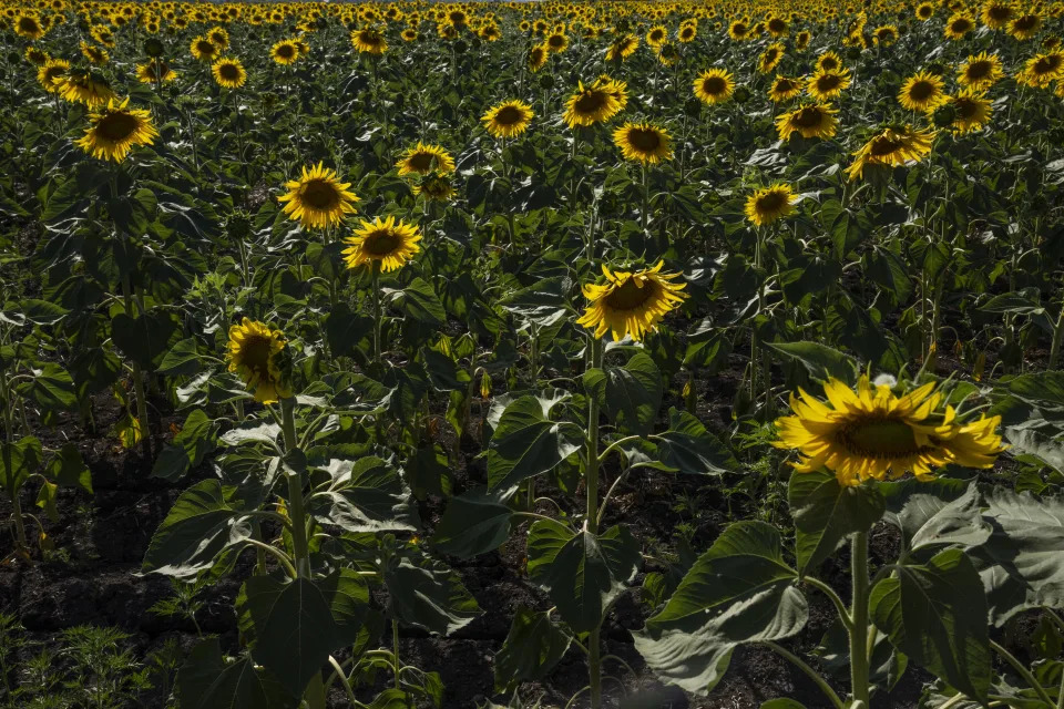 A field of sunflowers in Donbas, Donetsk oblast, eastern Ukraine, Thursday, July 7, 2022. Russian and Ukrainian forces are fighting for control of the Donbas, a fertile and industrial region in east Ukraine where a conflict with Moscow proxies has raged since 2014. Russia has made significant gains in recent weeks, and is poised to fully occupy the Luhansk oblast – which, alongside Donetsk oblast, is one of two provinces that make up the region. Attacks on key cities like Kramatorsk and Sloviansk have dramatically increased, killing and injuring scores of civilians each week. (AP Photo/Nariman El-Mofty)