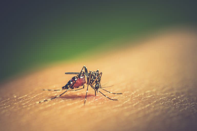 El mosquito aedes aegypti, transmisor de dengue y chikungunya, uno de los insectos que proliferan con el calor y la humedad