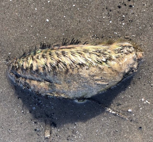 What is this mysterious sea creature washed up on a UK beach?