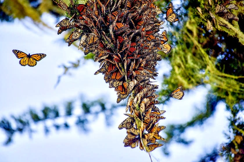 Western monarch butterflies clustering at Pacific Grove Monarch Butterfly Sanctuary in 2016, taken by Connie Masotti, a volunteer at the Pacific Grove Museum of Natural History.