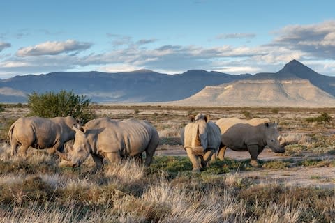 The Great Karoo: home to species including the white rhino - Credit: Mitch Reardon