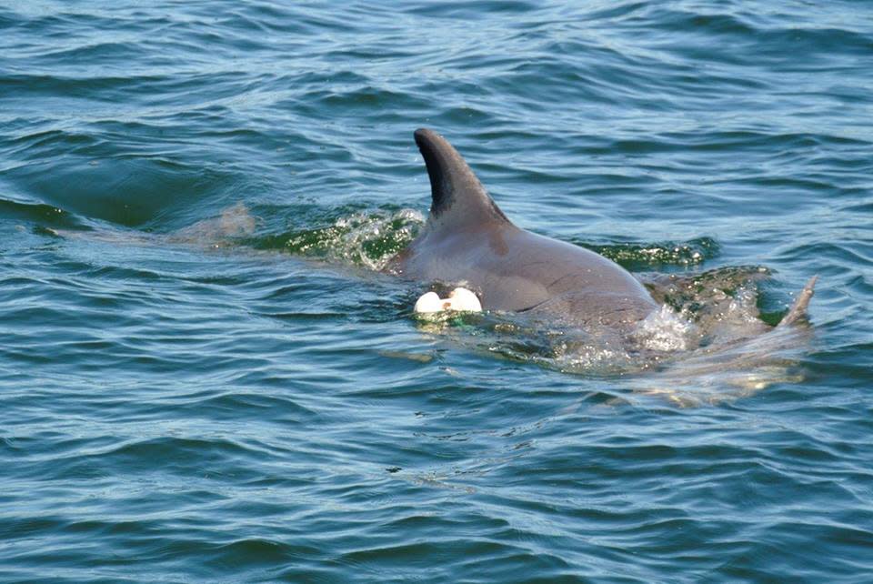 A mother dolphin named moon has been seen pushing her dead calf through Claremont Bay in Perth. The calf died after becoming trapped in a crab pot net. Source: Facebook/ Parks and Wildlife, Western Australia