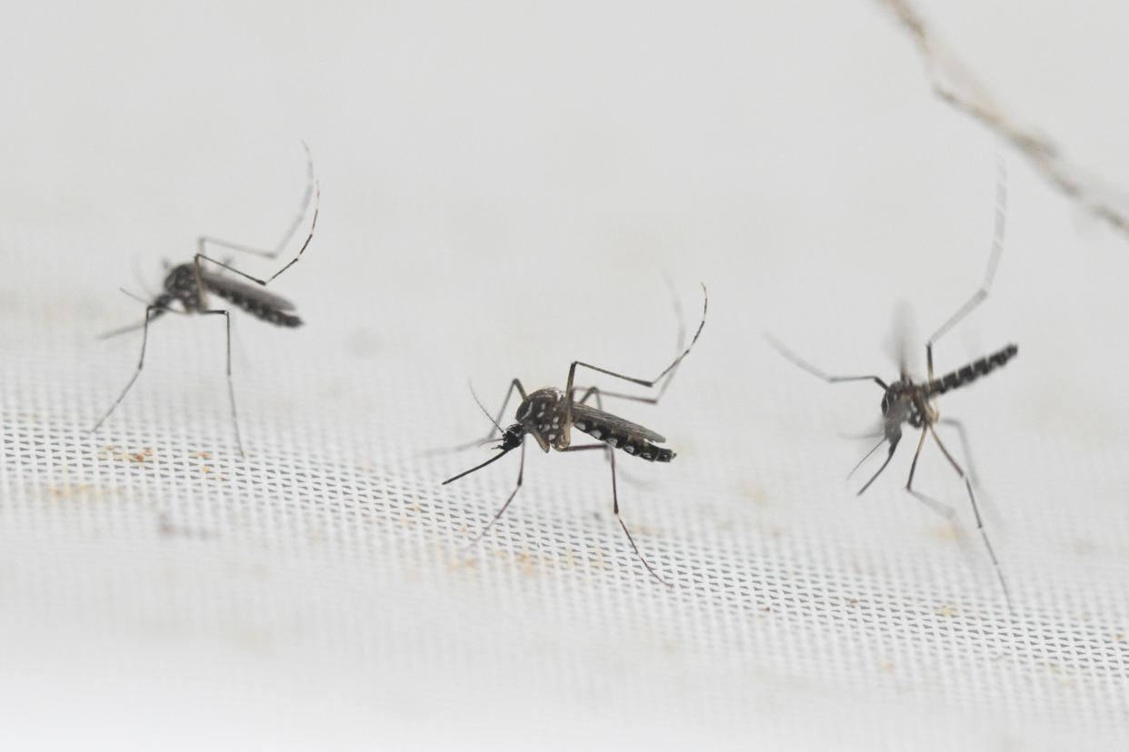 The CDC has issued a new advisory amid rising cases of dengue infections in the Americas.