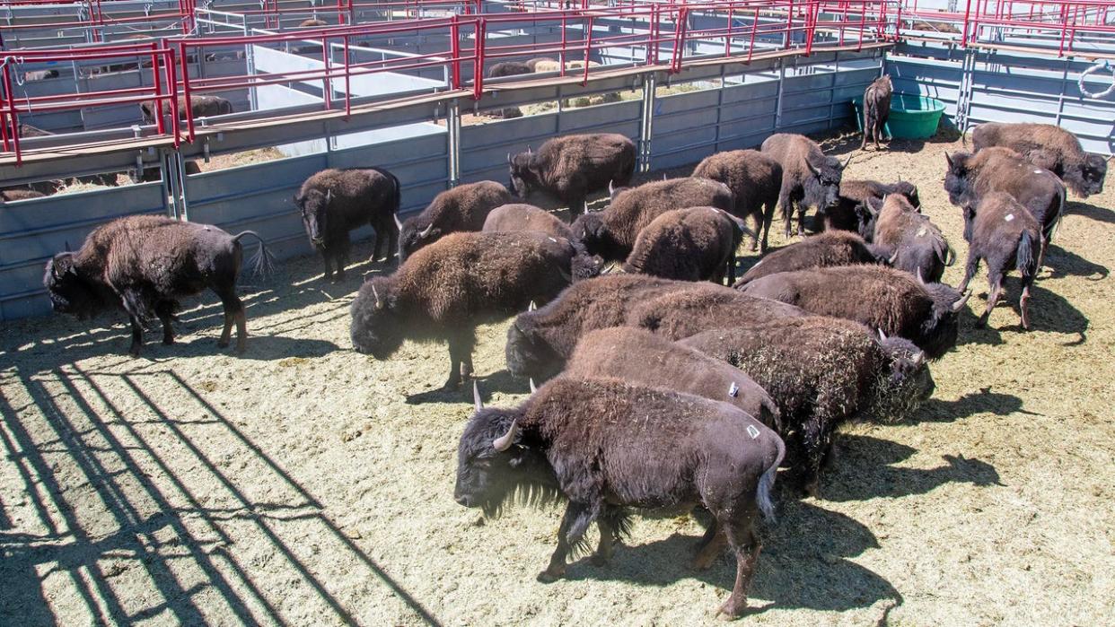 <div>One hundred bison from the Grand Canyon's North Rim were relocated to the Cheyenne River Sioux Tribe. Officials say the move was done to help manage overpopulation. More than 300 bison have been removed from the North Rim since 2018.</div>