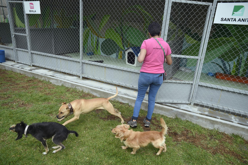 Perros rescatados en el metro de Ciudad de México juegan en el Centro de Transferencia Canina, el 24 de julio de 2017 (AFP | Alfredo ESTRELLA)