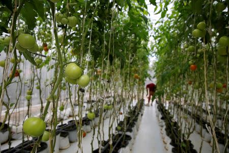 A soldier works in a greenhouse with tomatoes plants at the urban garden in the academy of the Venezuelan National Guard in Caracas, Venezuela June 29, 2016. Picture taken June 29, 2016. REUTERS/Carlos Garcia Rawlins