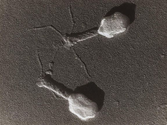 Strongly-magnified image of two bacteriophage viruses.