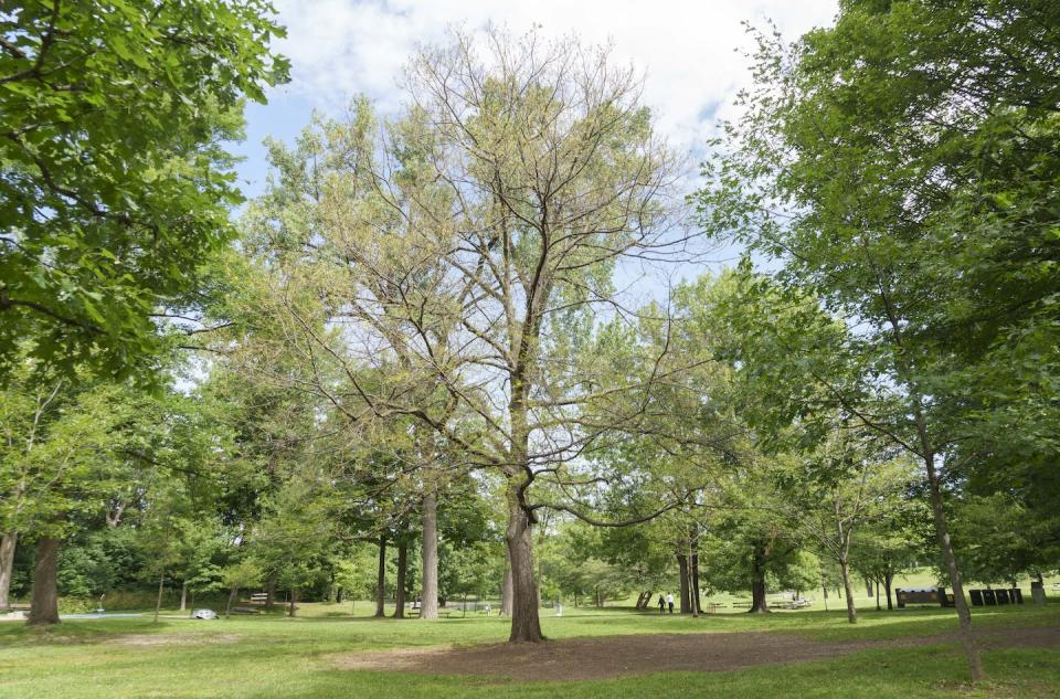 Trees with their leaves eaten by spongy moth caterpillars seen on Montréal’s Mount Royal on July 7, 2021. Insect outbreaks stimulate nutrient cycling, accelerate forest succession and can renew forests. THE CANADIAN PRESS/Paul Chiasson