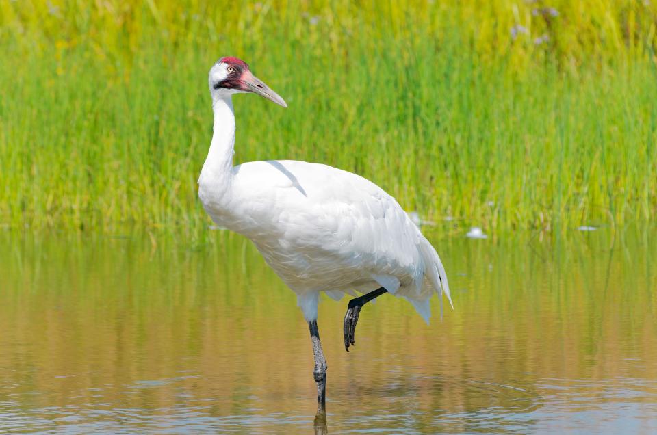 White crane with red and black face is standing on one leg in a marsh
