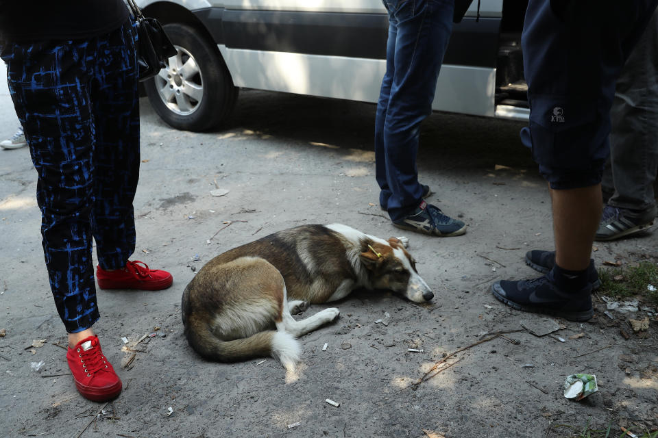 A tagged, stray dog lies among tourists about to board a bus inside the exclusion zone near the Chernobyl nuclear power plant on August 19, 2017.