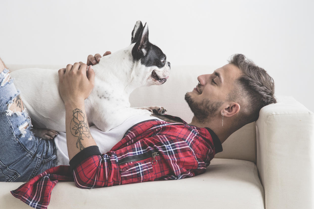 French Bulldog dog with affectionate attitude with his owner dressed in plaid shirt lying on the sofa