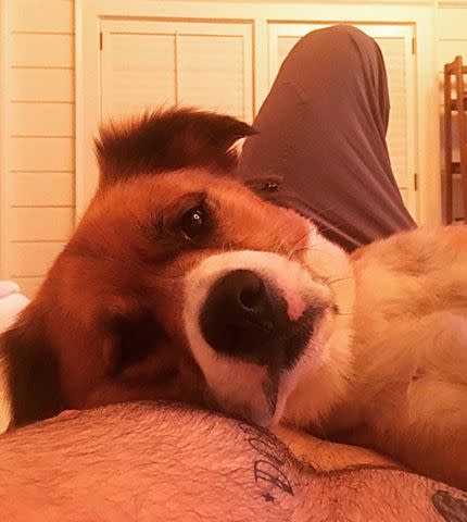 <p>Chris Evans/Instagram</p> Chris Evans and dog Dodger lying on his 'Dodger' tattoo in October 2020.