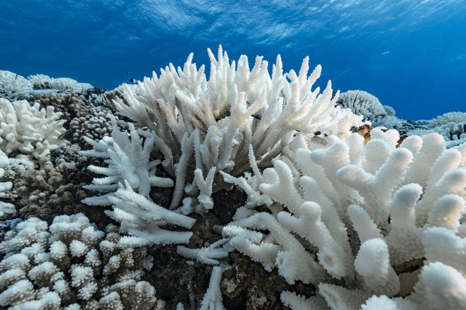 Marine heat waves can trigger coral bleaching. <a href="https://www.gettyimages.com/detail/news-photo/view-of-major-bleaching-on-the-coral-reefs-of-the-society-news-photo/1148857683" rel="nofollow noopener" target="_blank" data-ylk="slk:Alexis Rosenfeld/Getty Images;elm:context_link;itc:0;sec:content-canvas" class="link ">Alexis Rosenfeld/Getty Images</a>