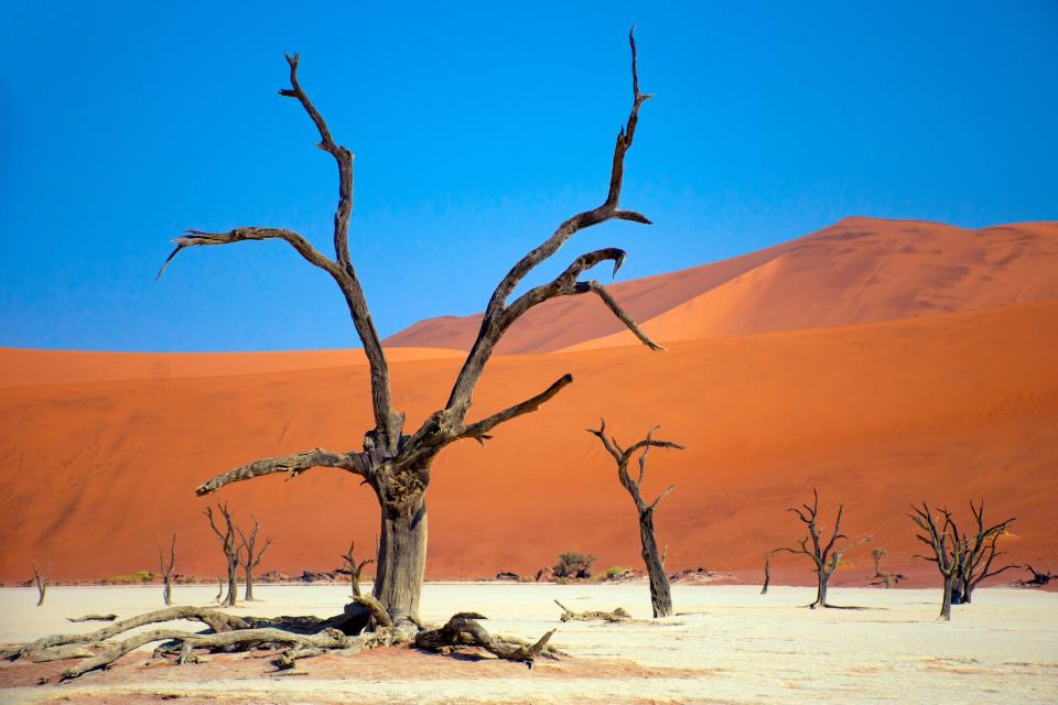 Trees at Deadvlei in Namibia