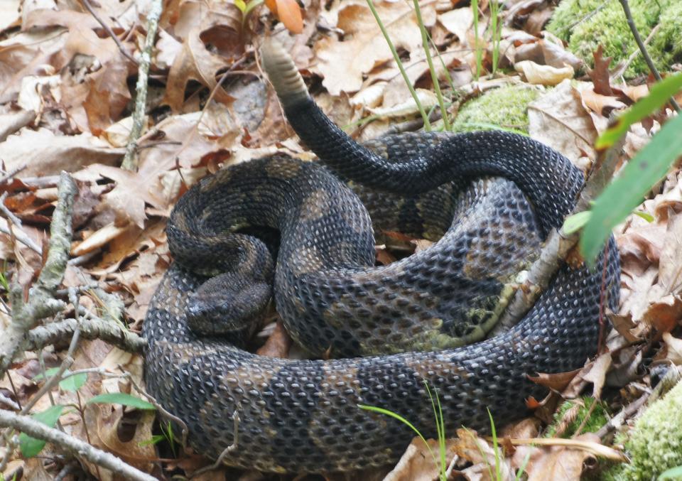 This wood rattlesnake was seen along a trail on Kittatinny Mountain in Walpack.