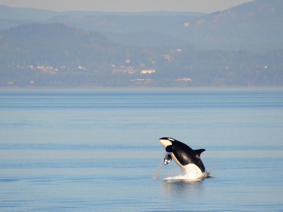 Orca (Southern Resident Killer Whales) in the Pacific Northwest.