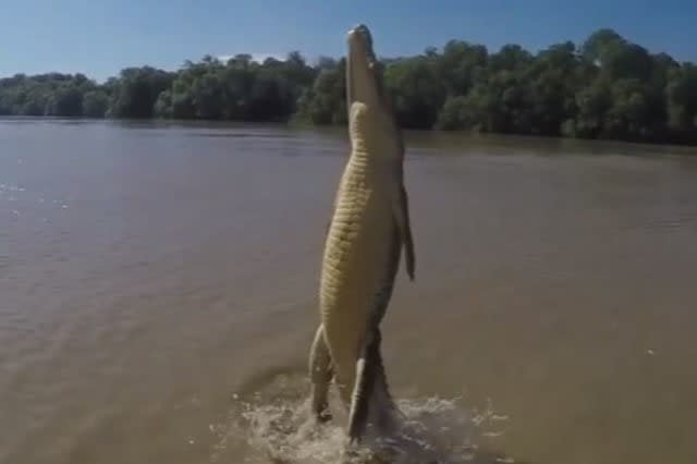 Terrifying video shows crocodile's true strength